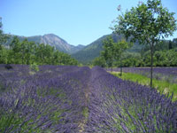 Lavendelfeld bei Chttillon-en-Diois